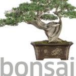 Bonsai