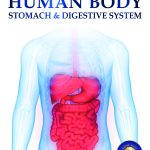 Human Body - Stomach And Digestive System: Knowledge Encyclopedia For Children