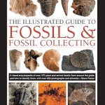 Fossils