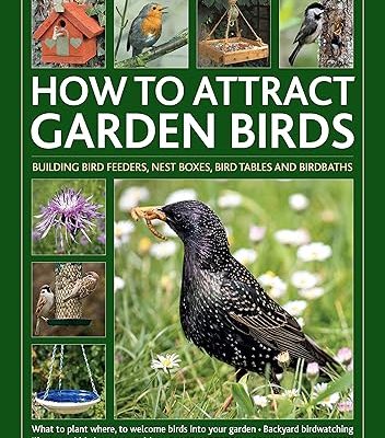 How to Attract Garden Birds
