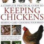 A Complete Practical Guide to Keeping Chickens